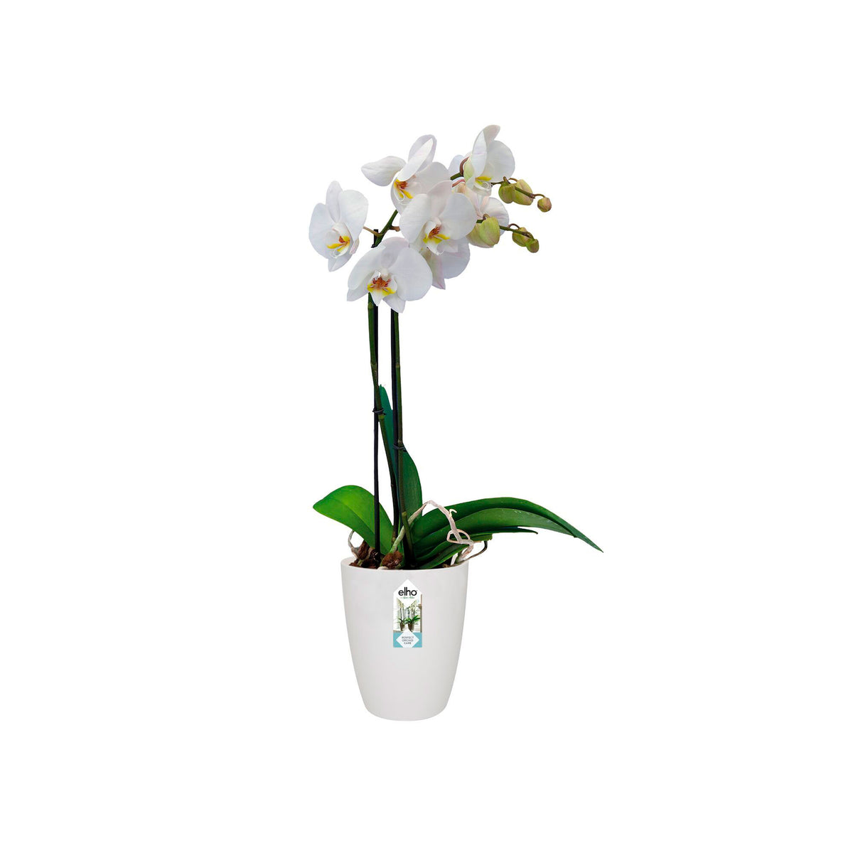 Elho tall flower pot Brussels orchid round white - Indoor pot