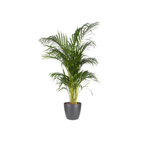 Elho flower pot Brussels round anthracite - Indoor pot