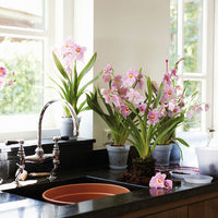 Elho flower pot Green basics orchid round transparent - Indoor pot