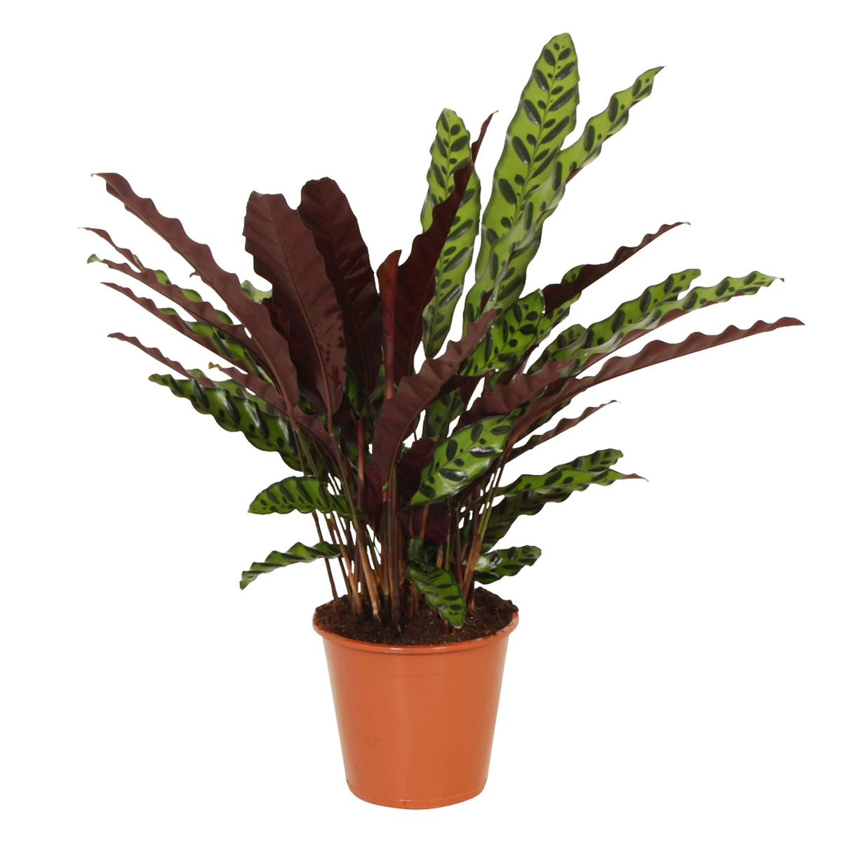 Rattlesnake Plant Calathea lancifolia 'Insigne'