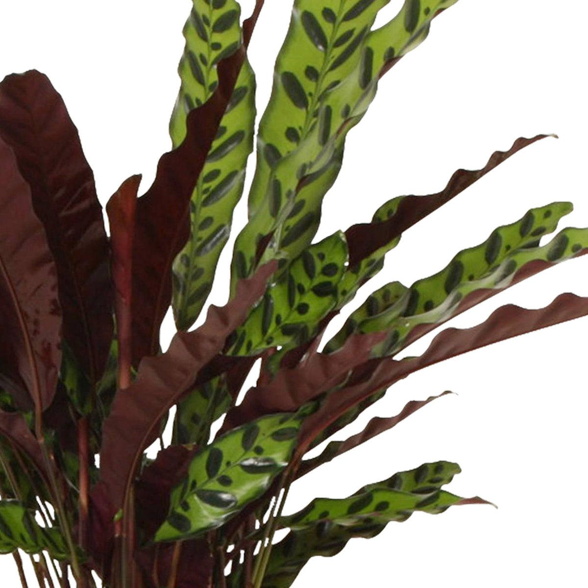 Rattlesnake Plant Calathea lancifolia 'Insigne'