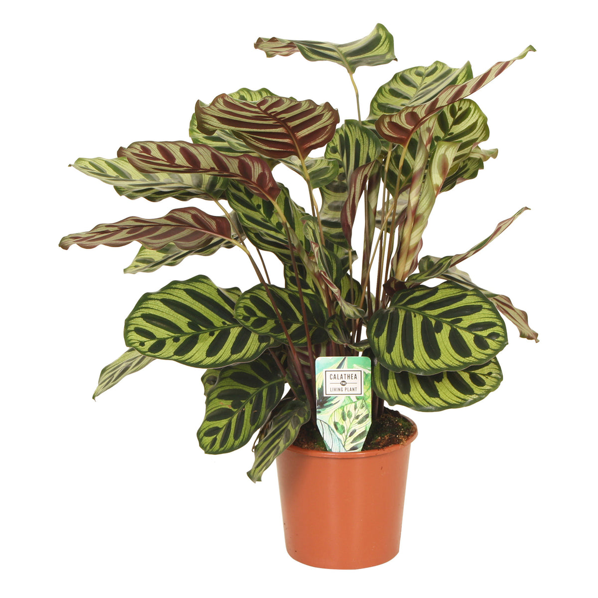 Peacock Plant Calathea  makoyana
