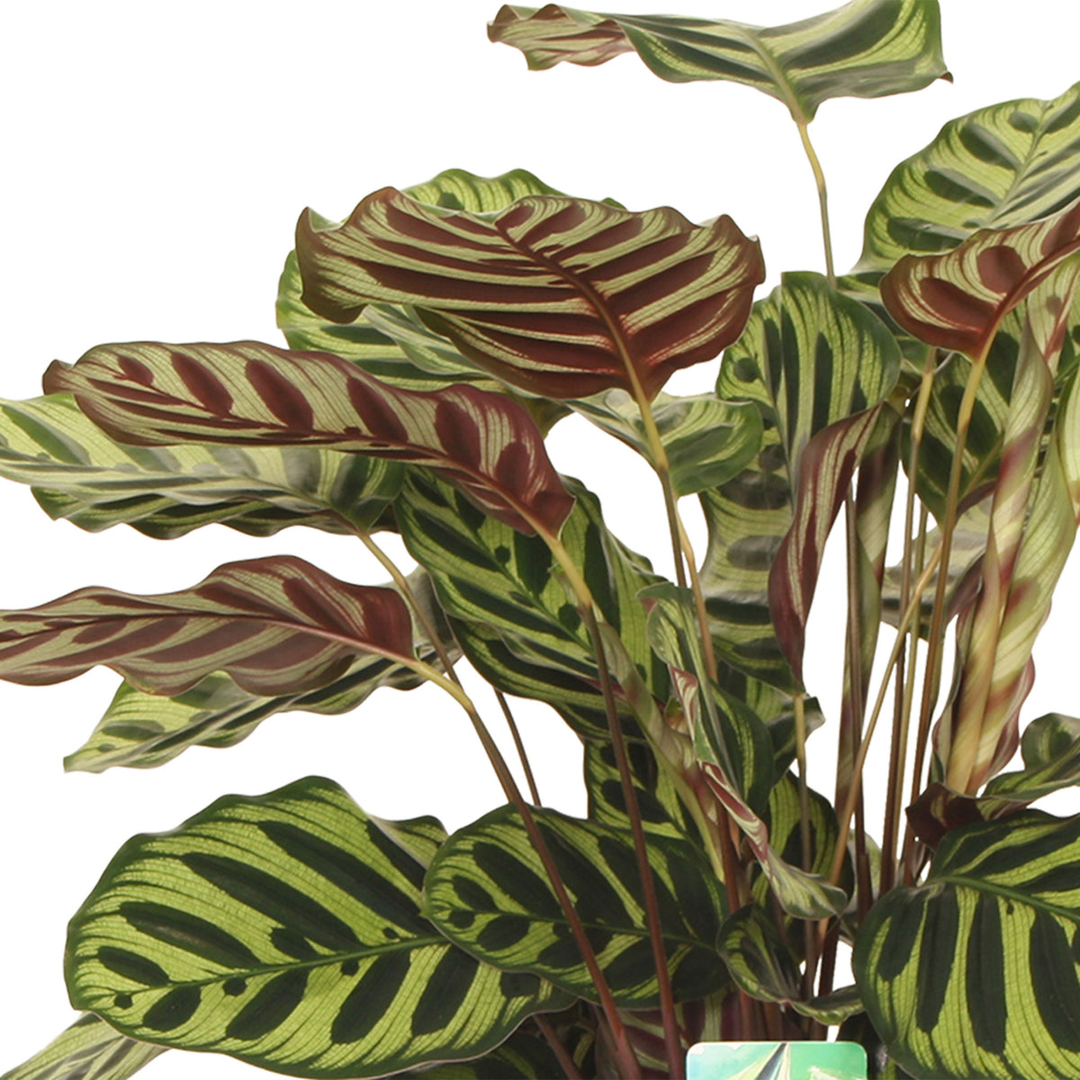 Peacock Plant Calathea  makoyana