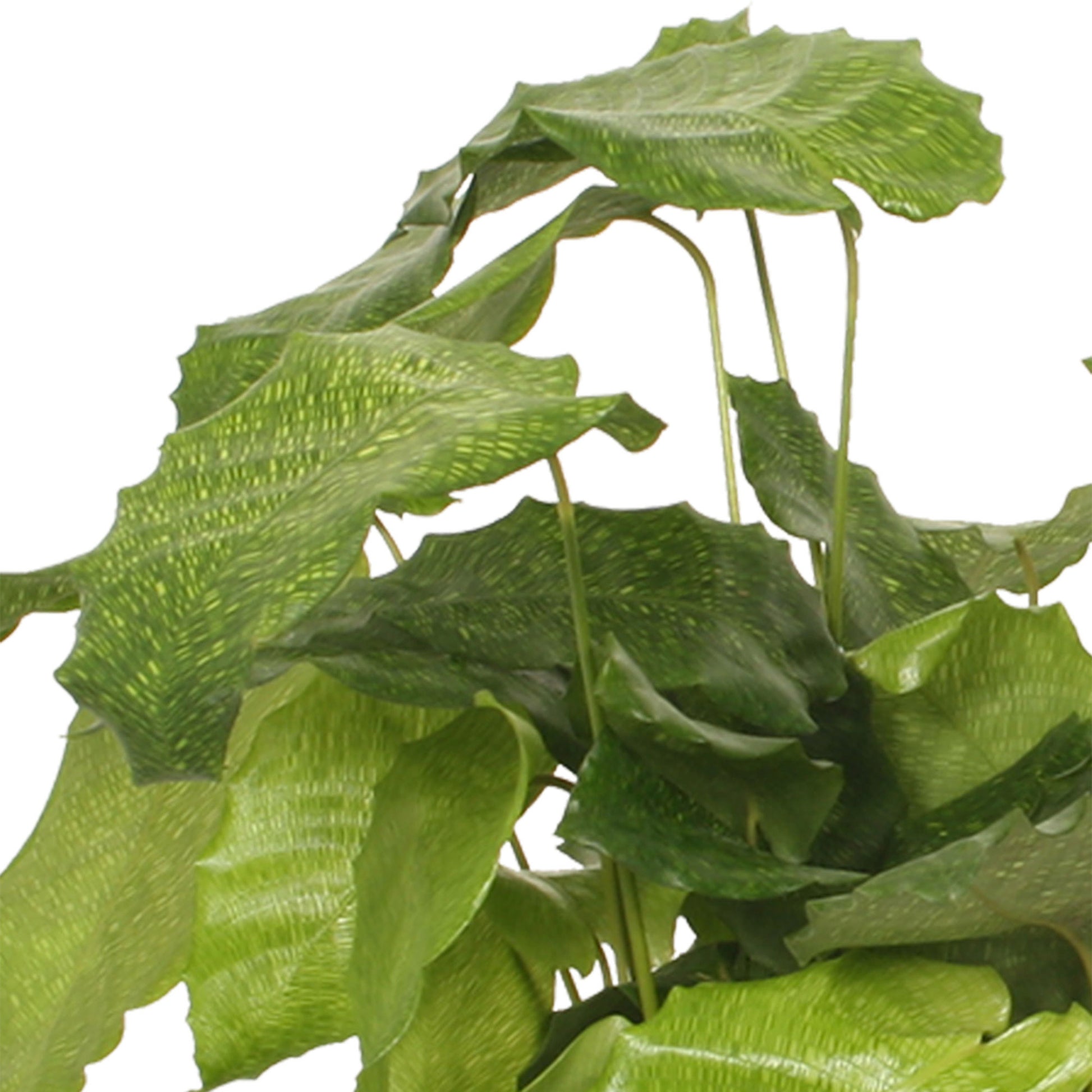 network prayer plant Buy house plants now Prayer Plant Calathea 'Network'