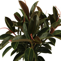 Rubber plant Ficus elastica 'Melany'  on stem
