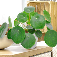 Chinese money plant Pilea peperomioides incl. decorative pot