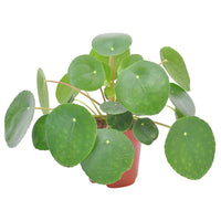Chinese money plant Pilea peperomioides