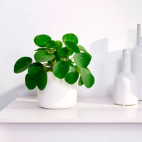 Chinese money plant Pilea peperomioides