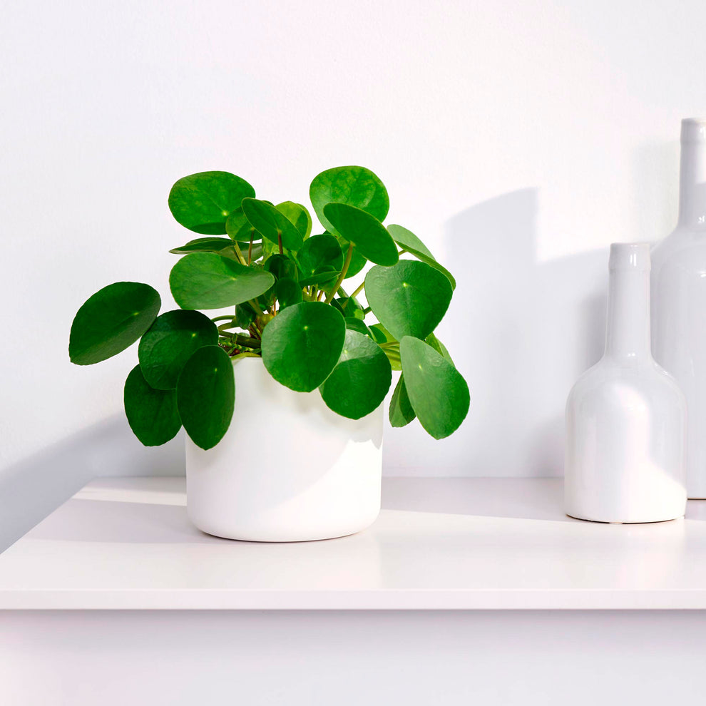 Money Plant main image 1