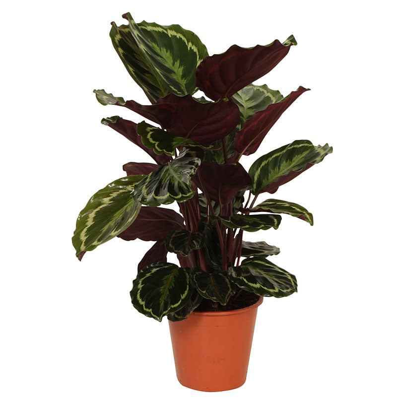Prayer Plant Calathea 'Medaillon' XL
