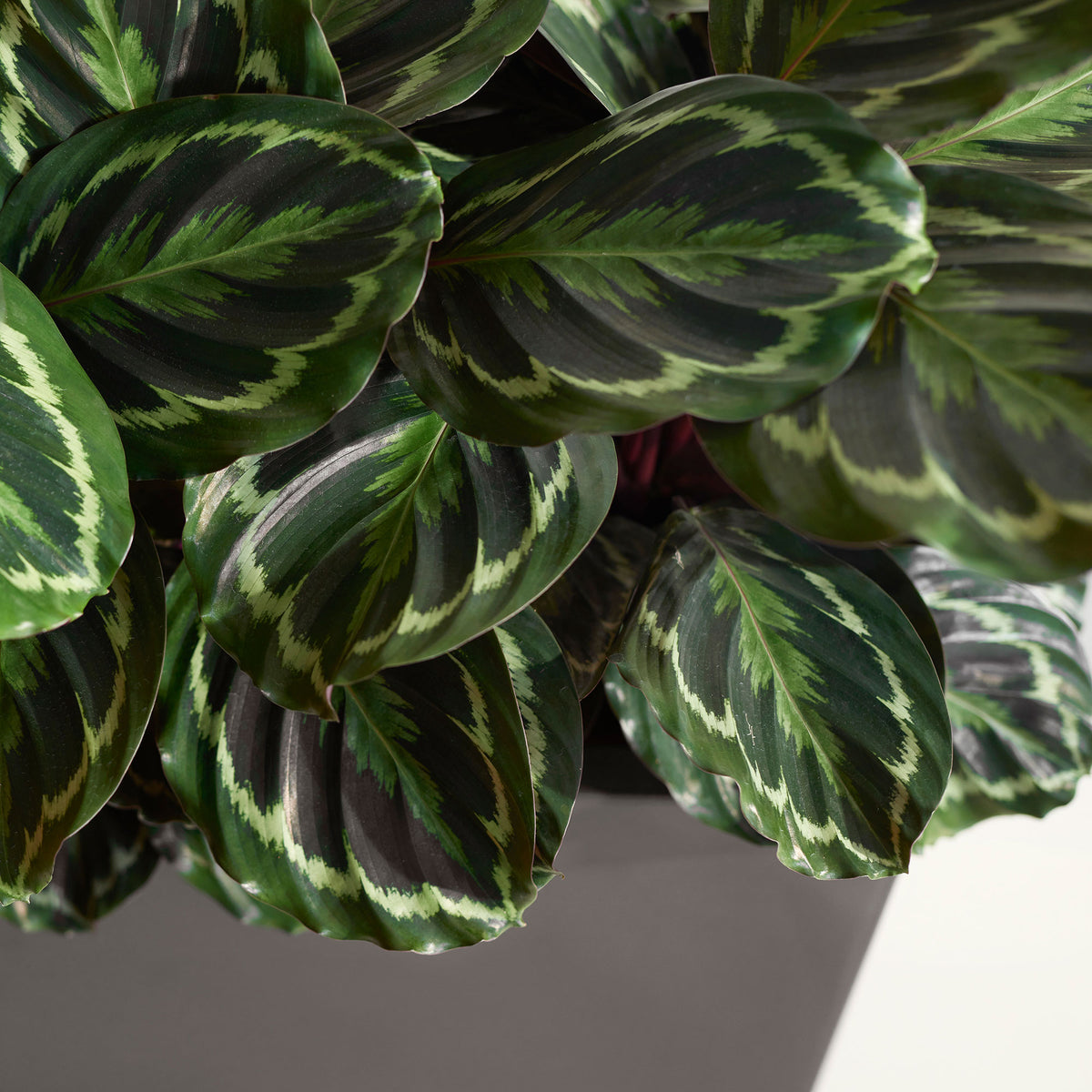Prayer Plant Calathea 'Medaillon' XL