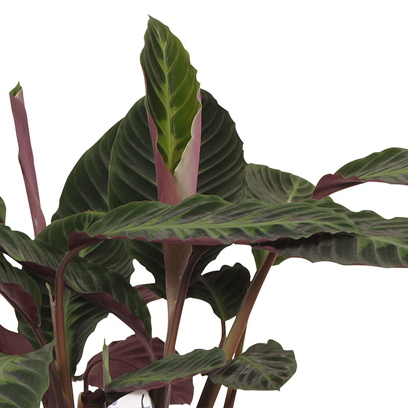 Prayer Plant Calathea warcewiczii