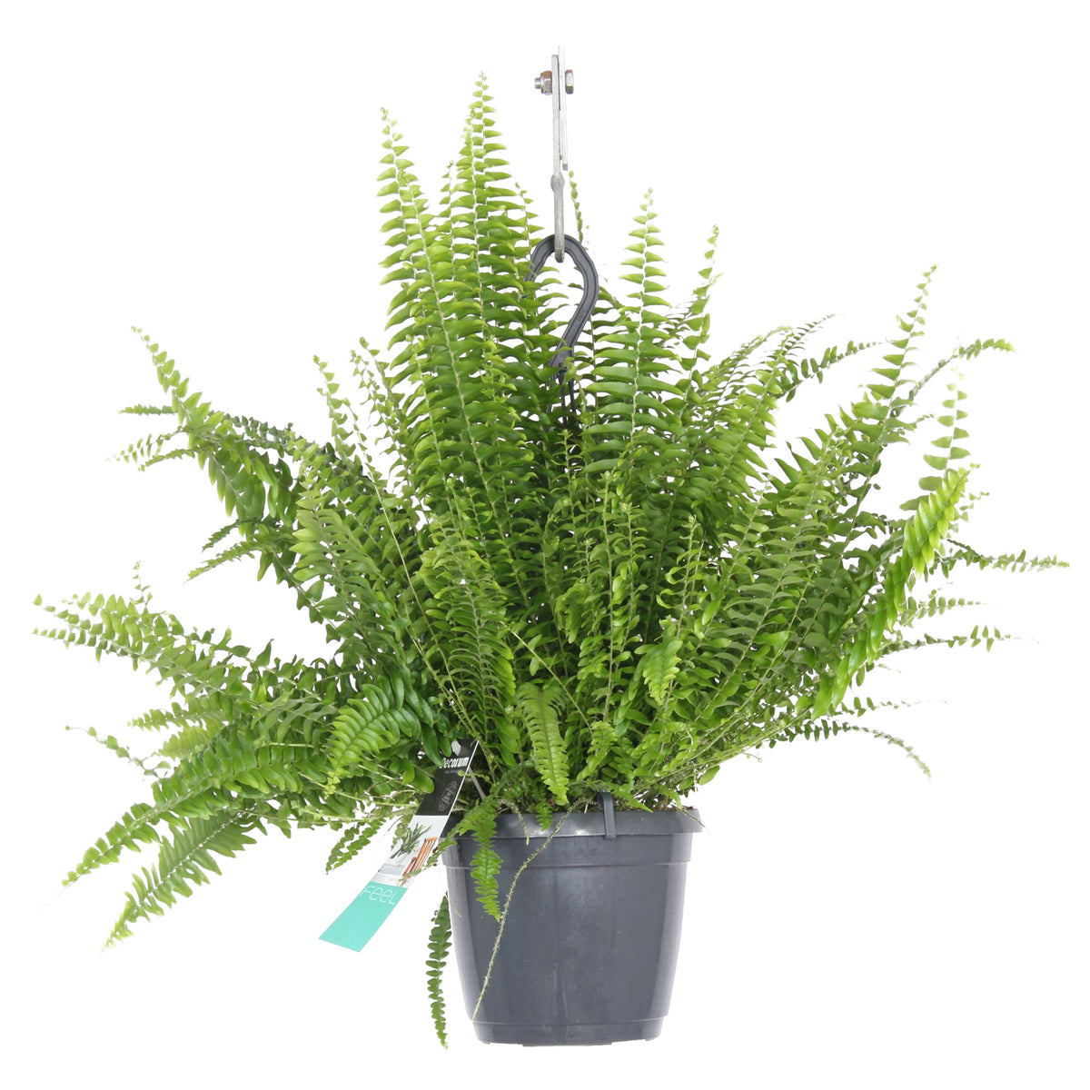 Sword fern Nephrolepis exaltata incl. plastic hanging pot