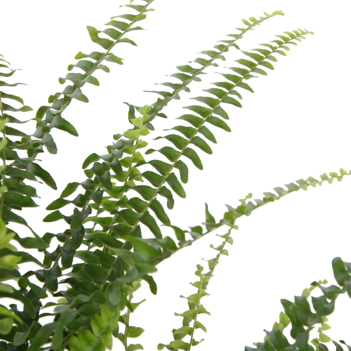 Sword fern Nephrolepis exaltata incl. plastic hanging pot