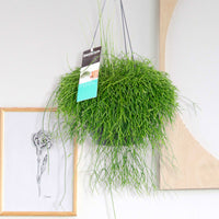 Rock cactus Rhipsalis cassutha green incl. plastic hanging pot  - Hanging plant