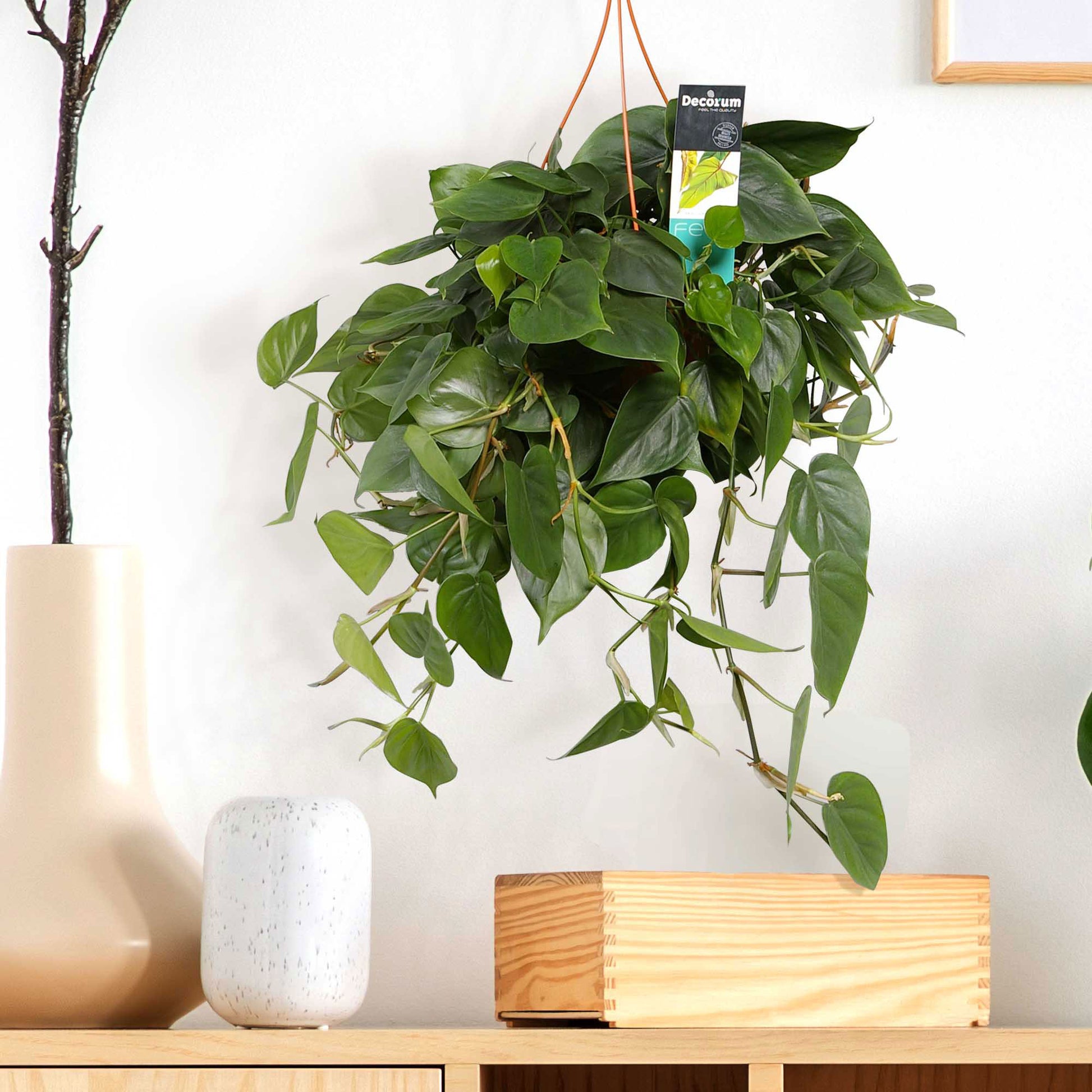 philodendron decorum Philodendron scandens green incl. plastic hanging pot