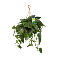 Philodendron scandens green incl. plastic hanging pot  - Hanging plant