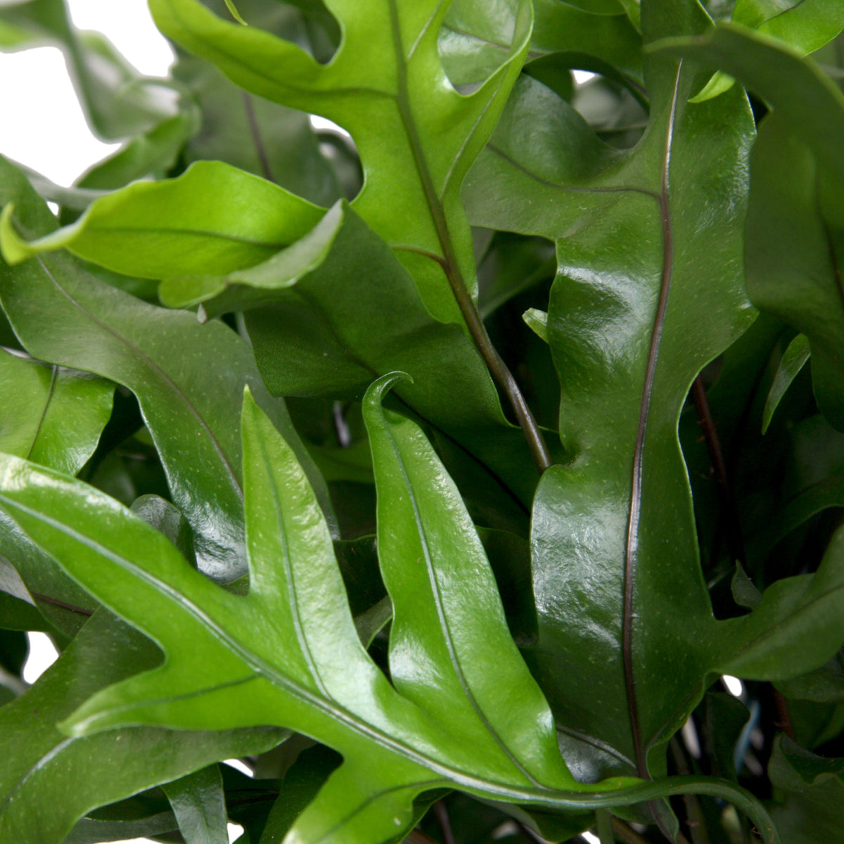 Kangaroo fern Microsorum diversifolium  incl. plastic hanging pot