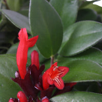 Lipstick plant Aeschynanthus 'Mona Lisa' Red-Orange  - Hanging plant