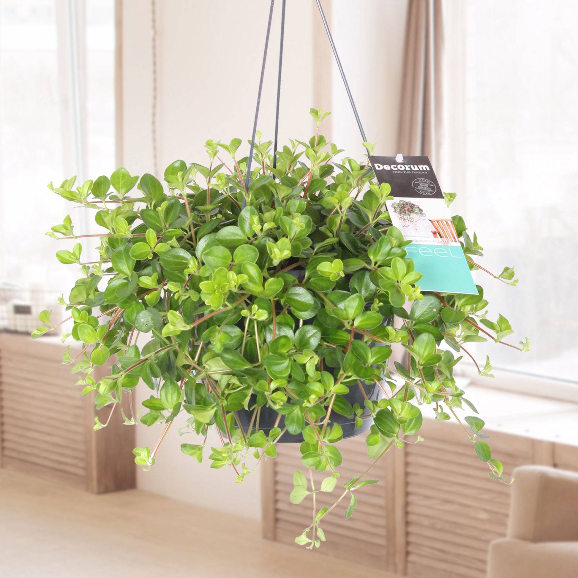 trailing jade hanging plant Trailing jade Peperomia rotundifolia