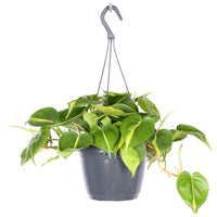 Philodendron 'Brasil'  - Hanging plant