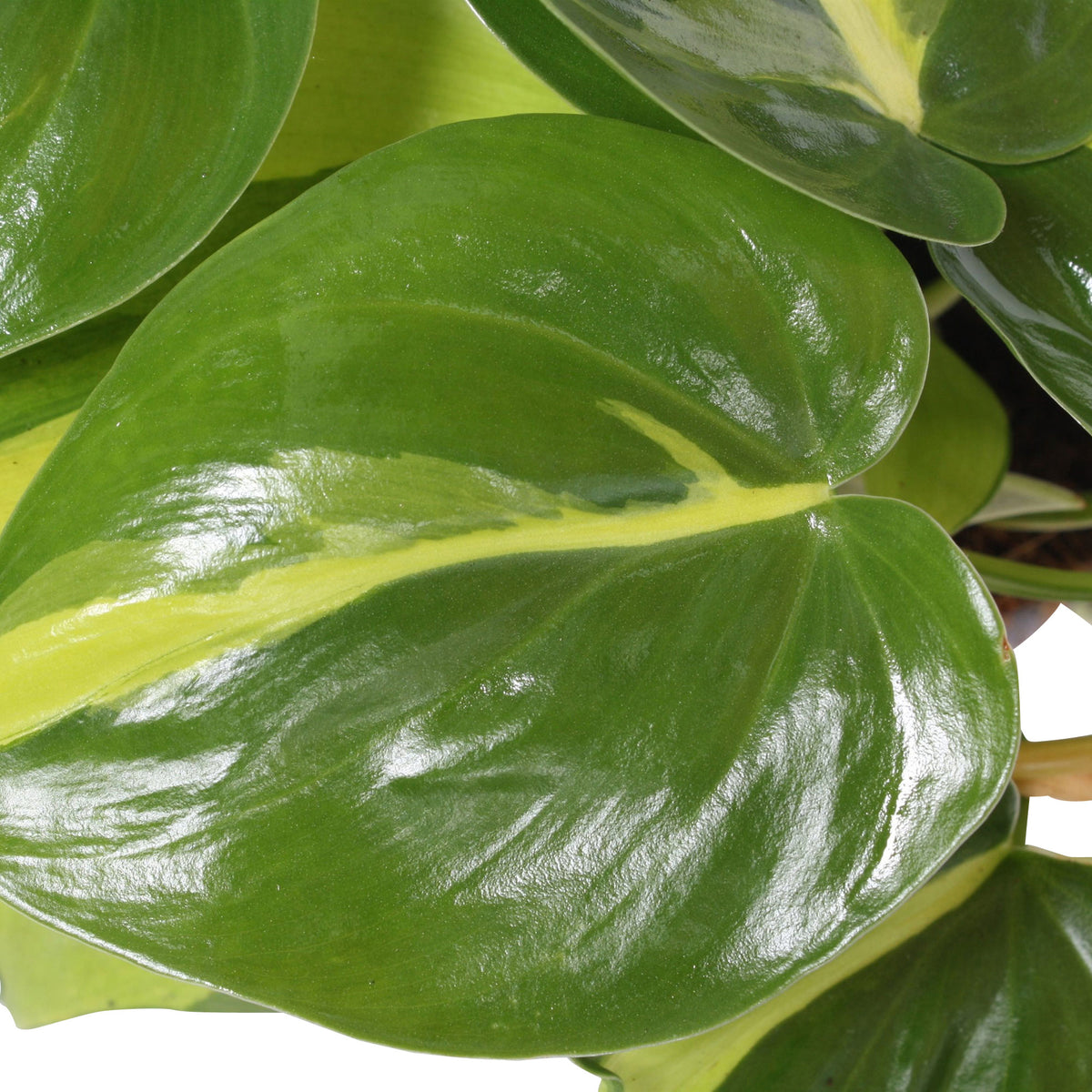 Philodendron 'Brasil'  - Hanging plant