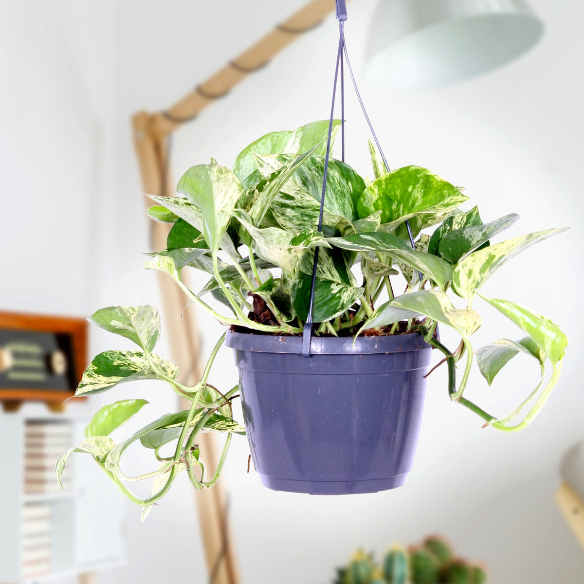 Scindapsus Epipremnum 'Marble Queen'
