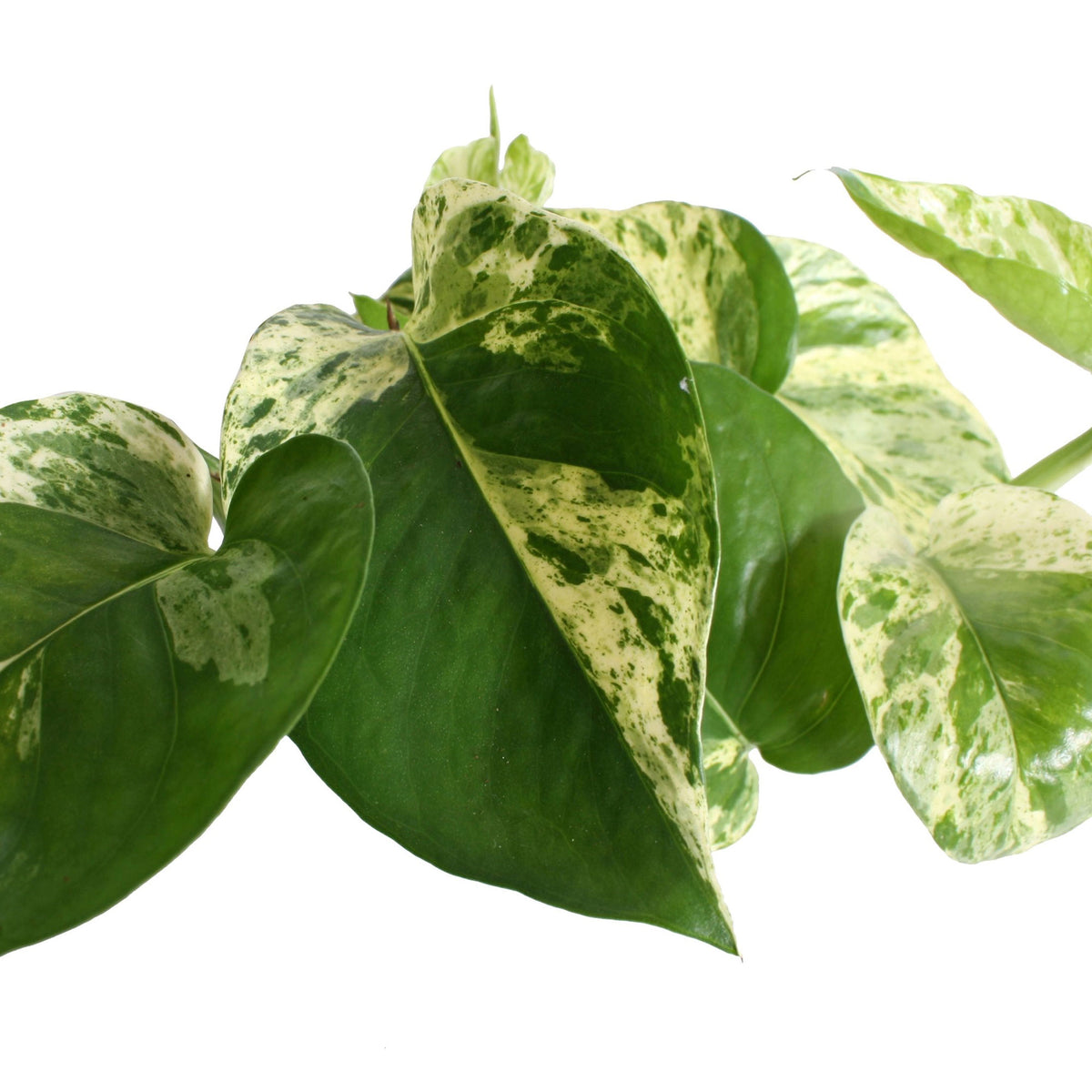 Scindapsus Epipremnum 'Marble Queen'