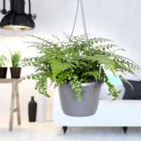 Mother Fern Asplenium  'Parvati'