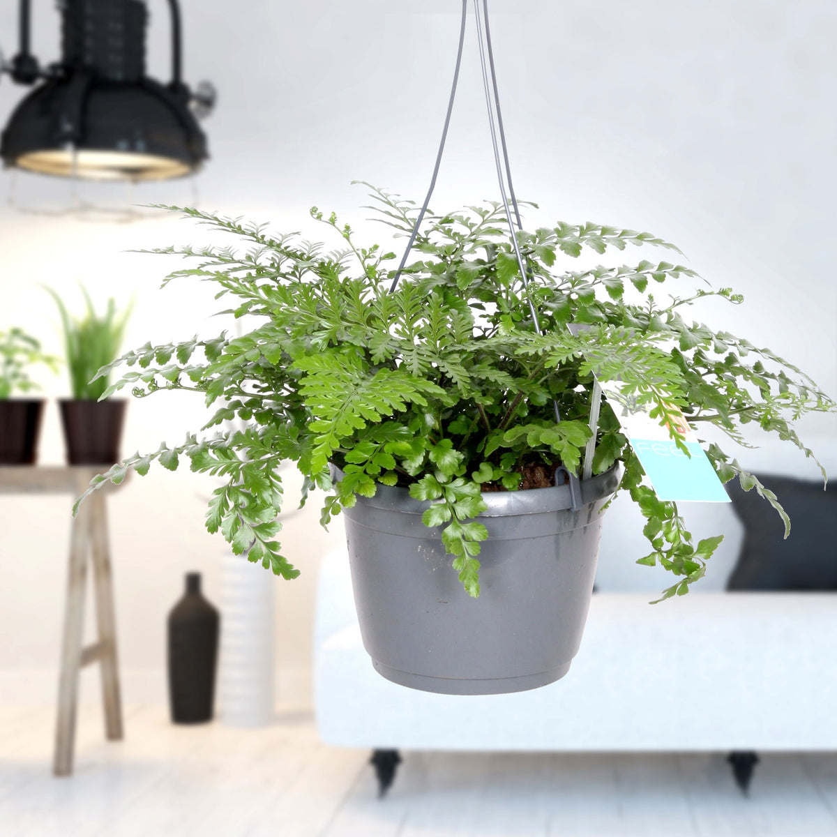Mother Fern Asplenium  'Parvati'
