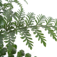 Mother Fern Asplenium  'Parvati'