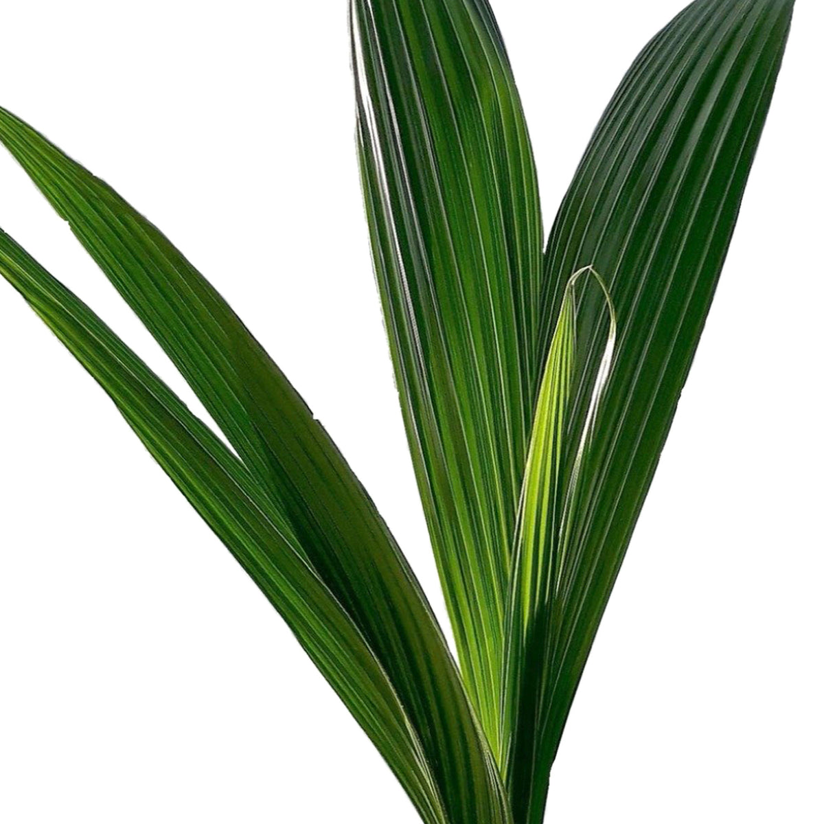 Coconut palm Cocos nucifera