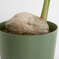 Coconut palm Cocos nucifera incl. decorative pot