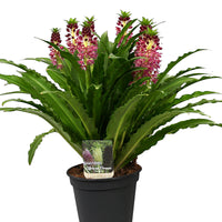Eucomis 'Aloha Leia'