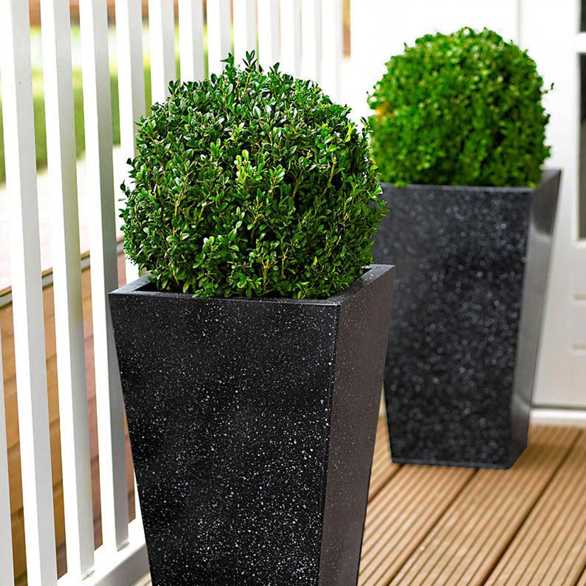 Buxus sempervirens spherical shape - Hardy plant