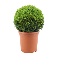 Buxus sempervirens spherical shape - Hardy plant