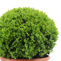 Buxus sempervirens spherical shape - Hardy plant