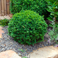 6x Buxus sempervirens - Hardy plant