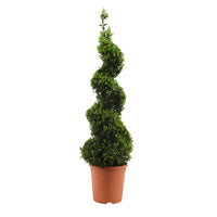 Buxus sempervirens spiral shape - Hardy plant