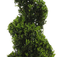 Buxus sempervirens spiral shape - Hardy plant