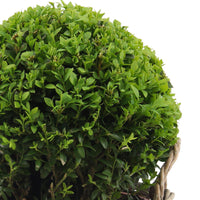 Buxus sempervirens incl. basket - Hardy plant