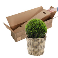 Buxus sempervirens incl. basket - Hardy plant