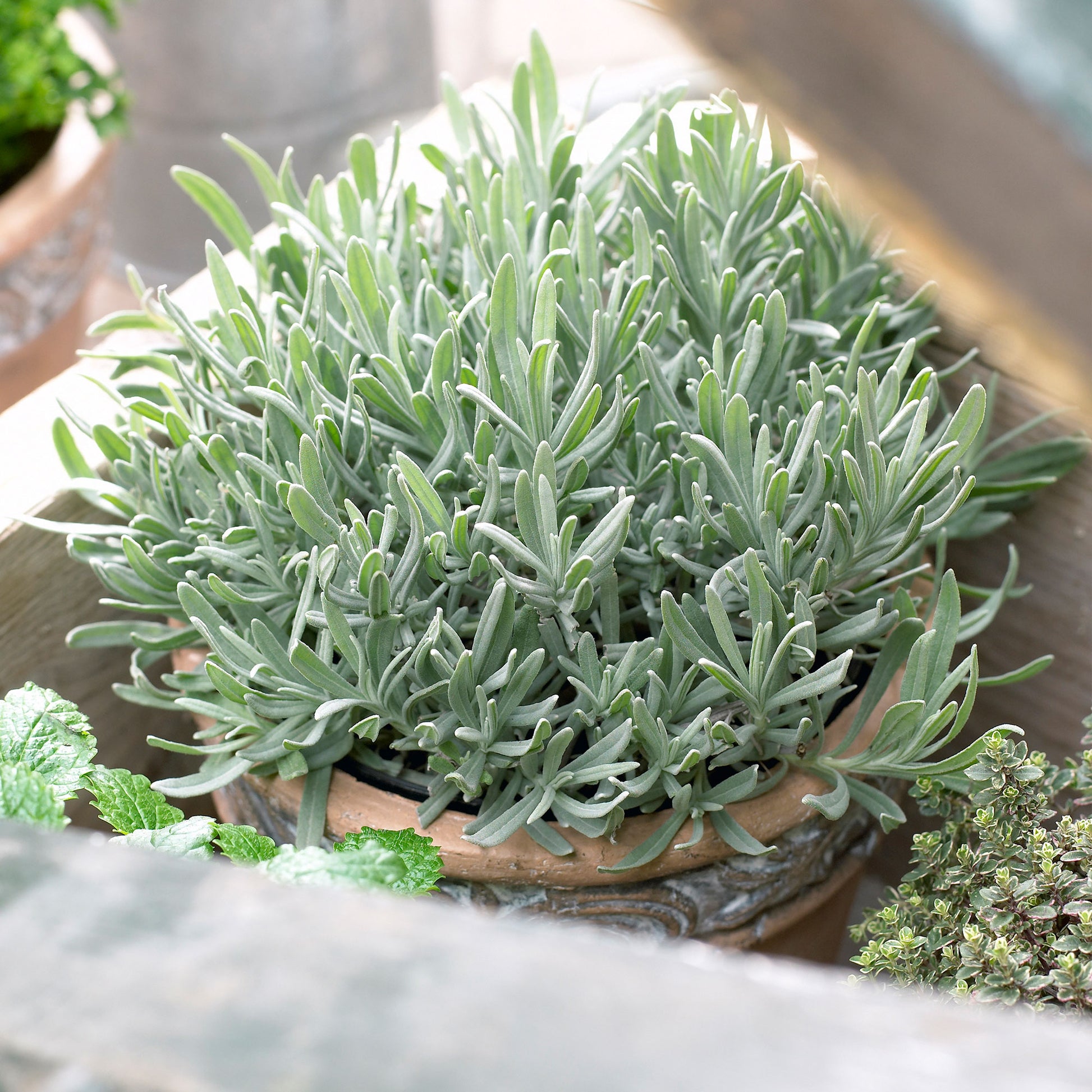 lavender plant no flowers Lavender Lavandula angustifolia purple