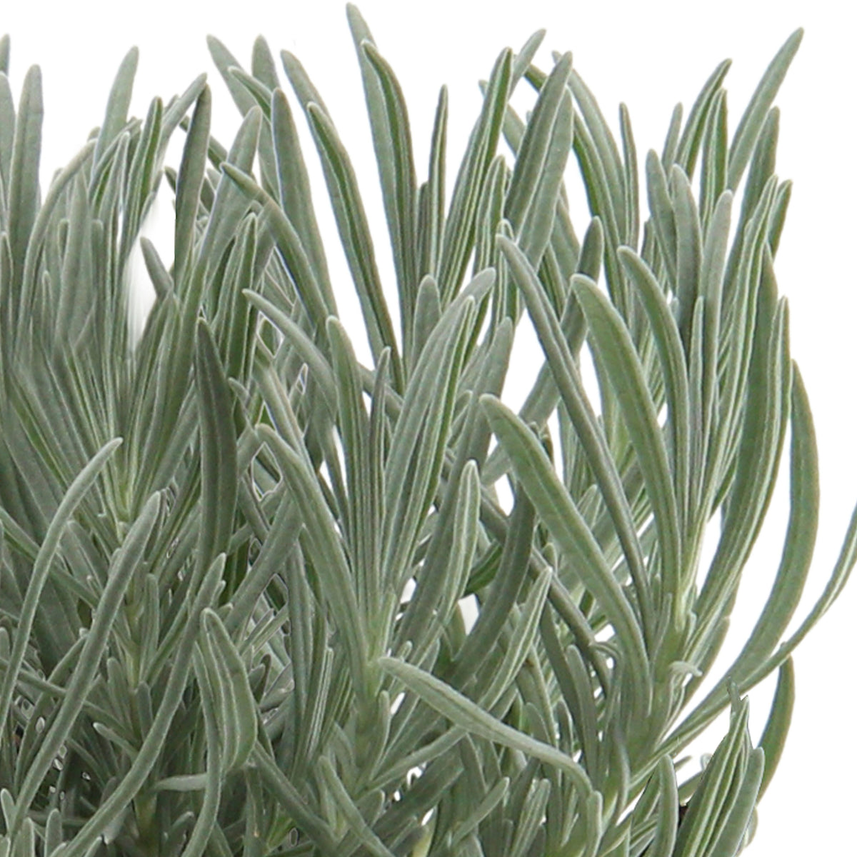 Lavender Lavandula angustifolia purple - Hardy plant