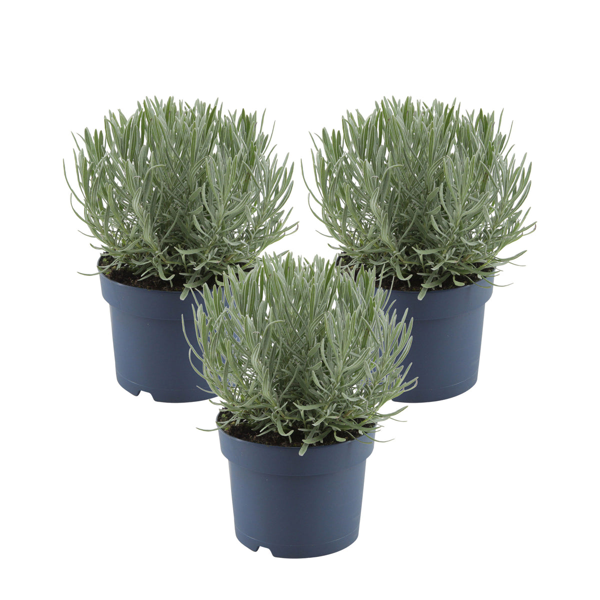 Lavender Lavandula angustifolia purple - Hardy plant