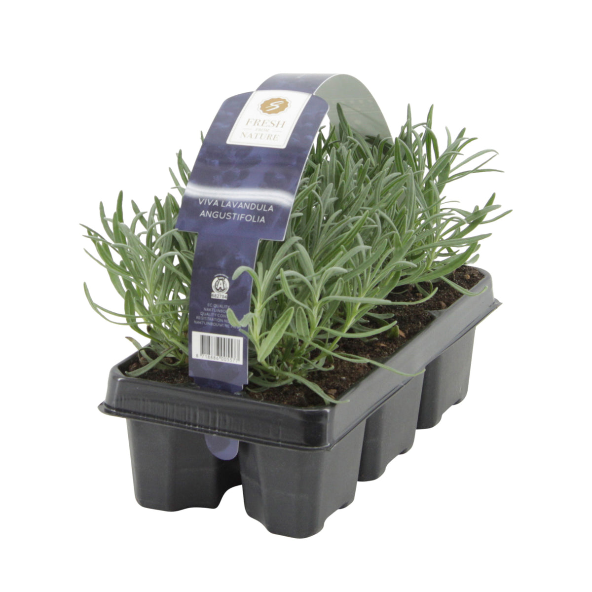 6x Lavender Lavandula angustifolia purple - Hardy plant