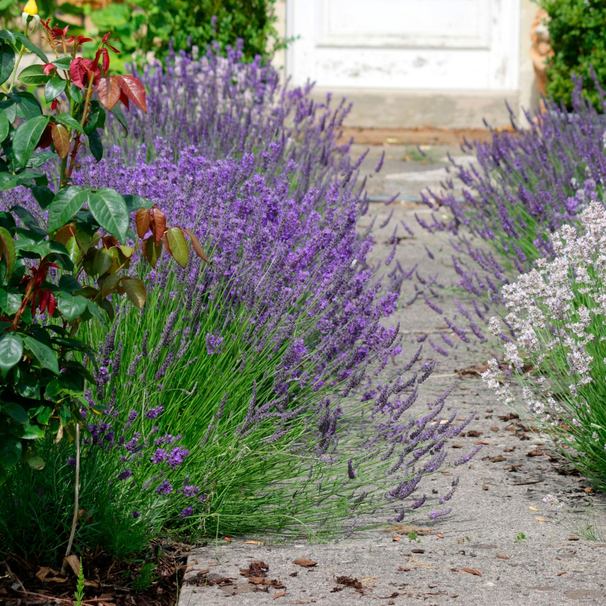 hardy english lavender plants 6x Lavender Lavandula angustifolia purple