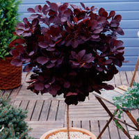Smoketree Cotinus 'Royal Purple' on stem purple - Hardy plant