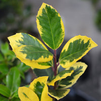 Holly Ilex altaclerensis 'Golden King' on stem - Hardy plant
