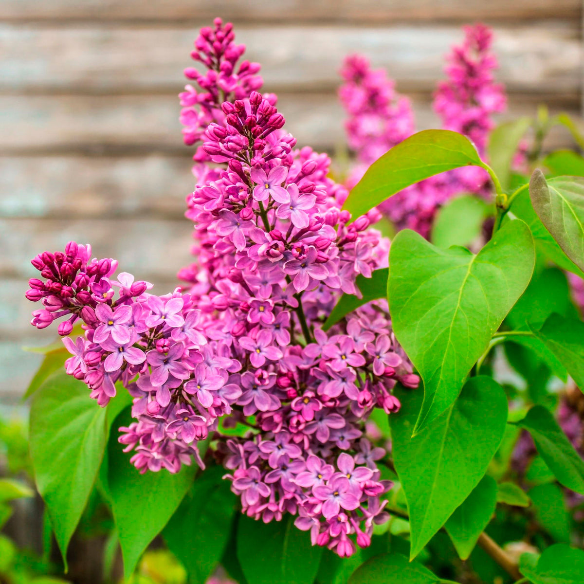 Butterfly bush Buddleja 'Lavender Flow' on stem purple - Hardy plant